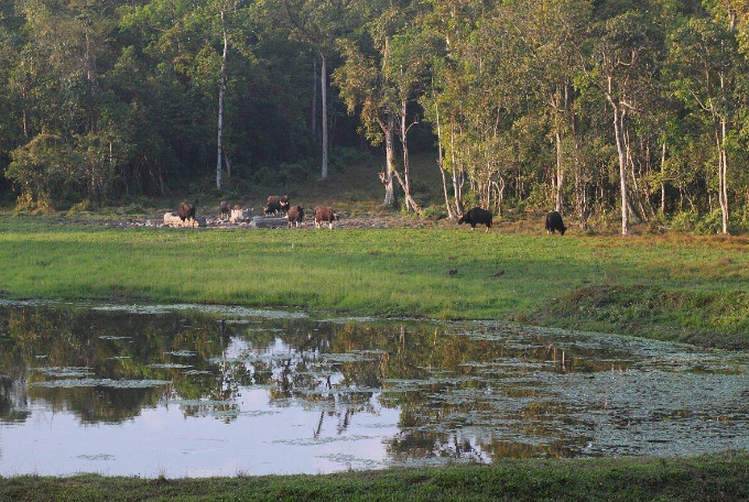 Chapramari Wildlife Sacntuary, Top Attraction of Lataguri