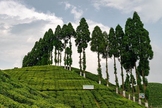 Rangli Rangliot tea garden, Top Attraction of Tinchuley