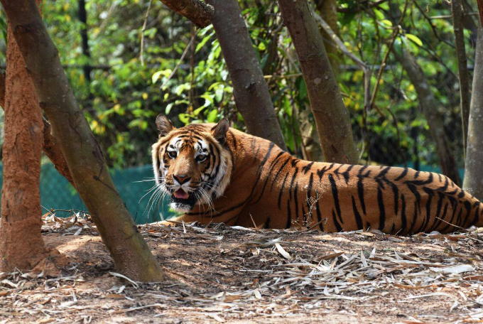 Nagaland Zoological Park, Top Attraction of Dimapur