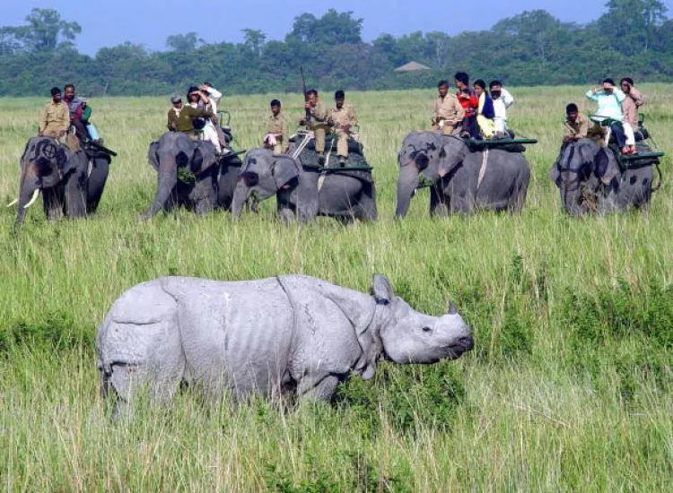 Kaziranga Elephant Safari