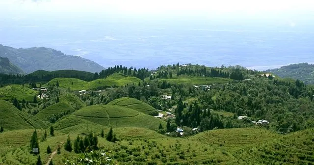 Okayti Tea Estate