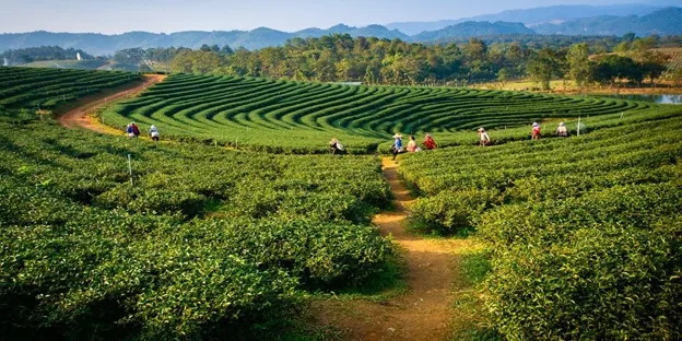 Makaibari Tea Estate