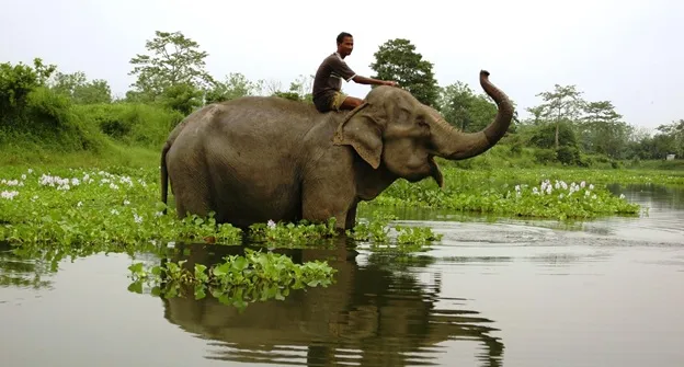 Elephant Ride at Pakke Tiger Reserve