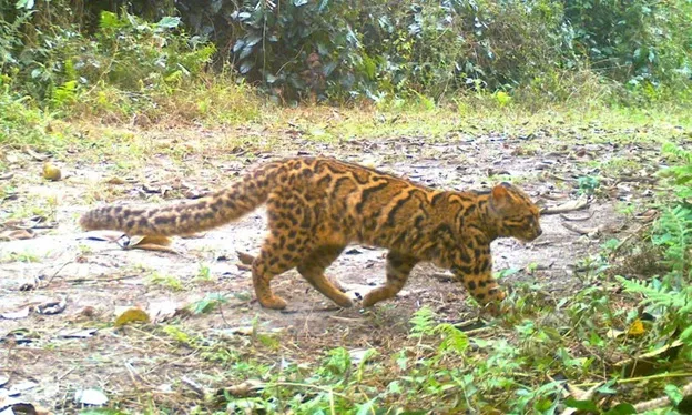 Marbled Cat at Pakke Tiger Reserve