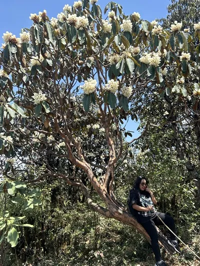 Rhododendron Bloom at Barsey
