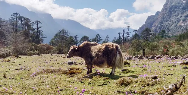 Yak in Yumthang Valley, North Sikkim
