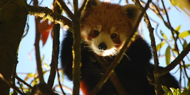 Red Pandas at the Zoological Garden