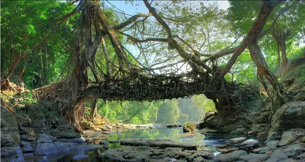 Mawlynnong Root Bridge