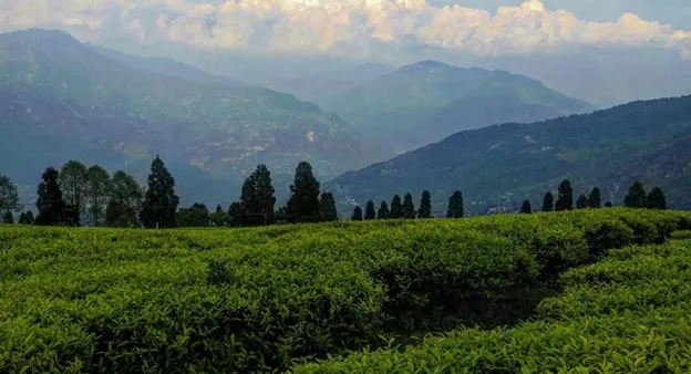 Temi Tea Garden