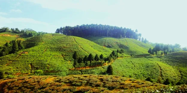 Gopaldhara Tea Estate