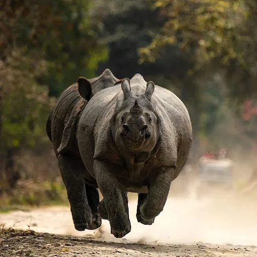 Kaziranga One Horned Rhinoceros