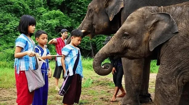 Chiang Mai Elephant Sanctuary