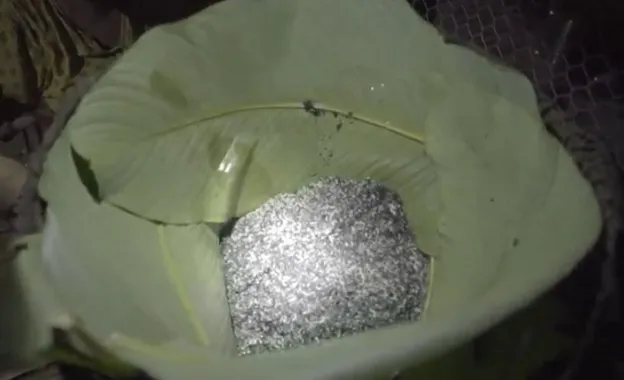 Apong Rice Beer in Arunachal Pradesh