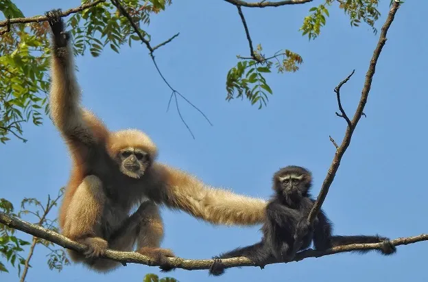 Namdapha National Park Wildlife