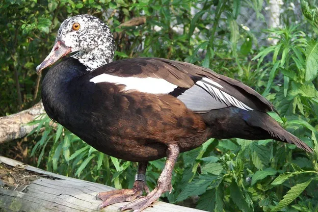 White Winged Duck