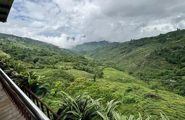 Tea Garden View from Margaret's Deck