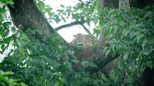 Leopard in Manas National Park