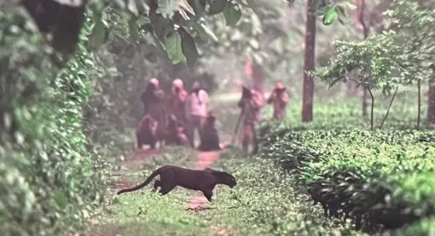 Panther spotting at Manas National Park
