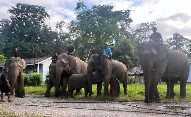 Elephants at Namdapha National Park