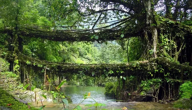 Double Decker Living Root Bridge