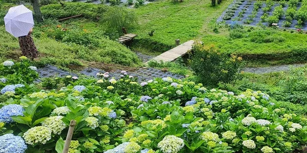Pfutsero, Nagaland