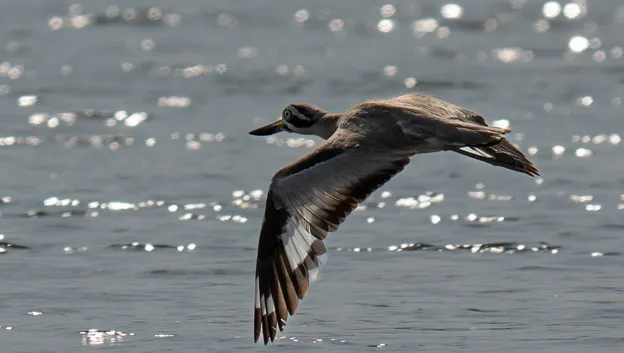 Birding at Nameri National Park