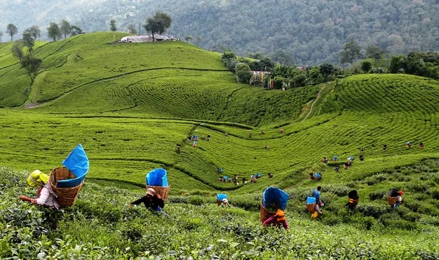 Temi Tea Garden, South Sikkim