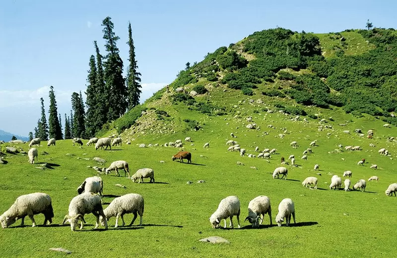 Tosa Maidan in Doodhpathri