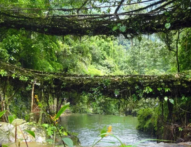 Nongriat Double Decker Living Root Bridge Guide, Nongriat Double Decker Living Root Bridge Guide