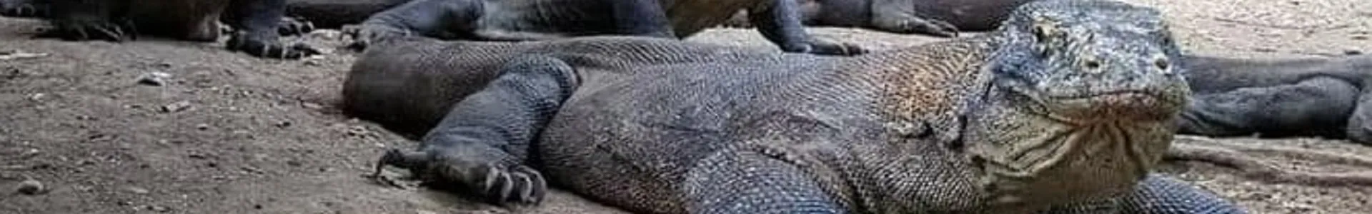 Komodo Island