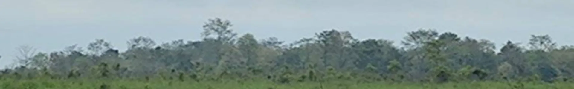 Manas National Park