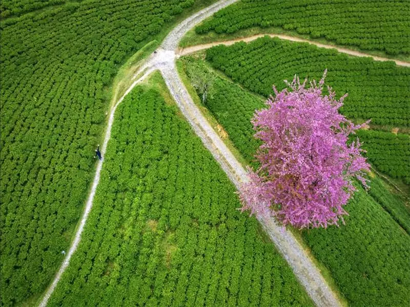 Temi Tea Autumn Cherry Festival