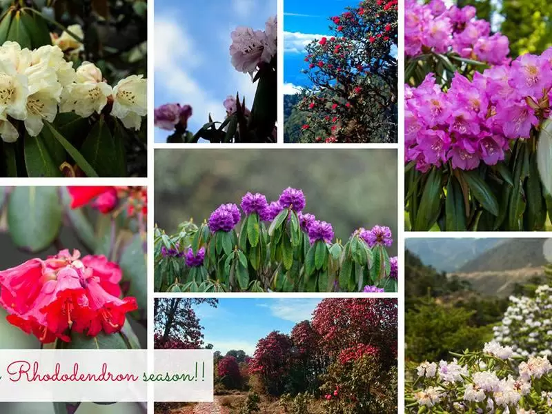 A Riot of Color: The Enchanting Rhododendrons of Sikkim