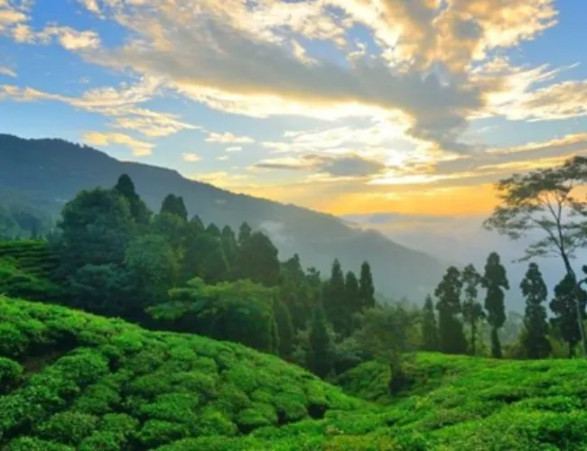 Darjeeling Tea Tourism Exploring Heritage Tea Estates of Darjeeling