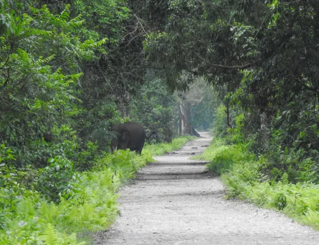 Pobitora Manas National Park Tour Package, Pobitora Manas National Park Tour Package
