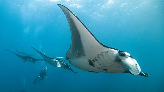 Arrival & Komodo  Island Hopping