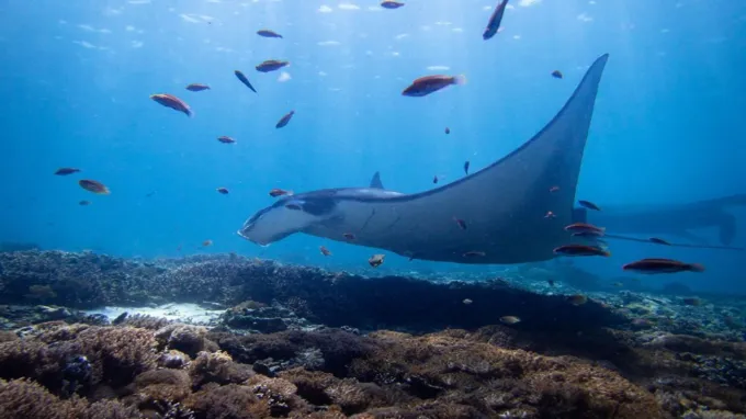 Padar, Pink Beach & Komodo Dragons