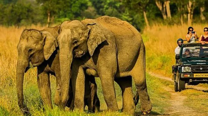 Heritage and the Call of the Forest