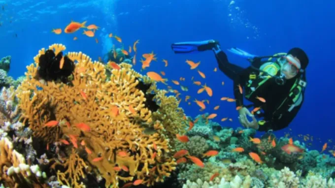 Havelock Island | Sea Walk & Elephant Beach Experience