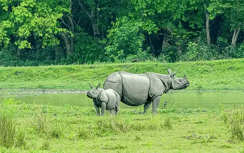 Kaziranga Tour, Kaziranga Tour