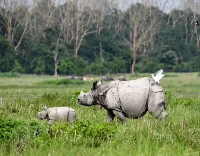 Guwahati - Pobitora Wildlife Sanctuary