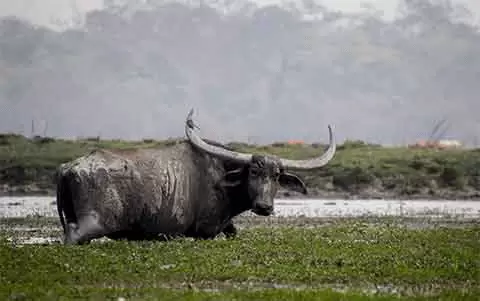 Pobitora Wildlife Tour, Pobitora Wildlife Tour