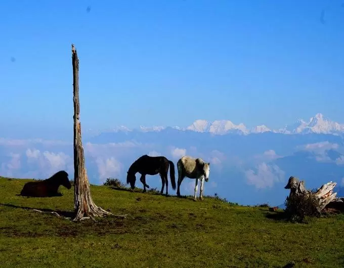 Uttray - Gangtok/NJP/Bagdogra